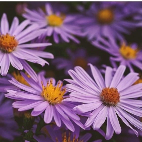 おはようございます♡｜写メ日記｜すずな｜鶯谷 ぽっちゃりデリヘル ぽっちゃりデリヘル倶楽部