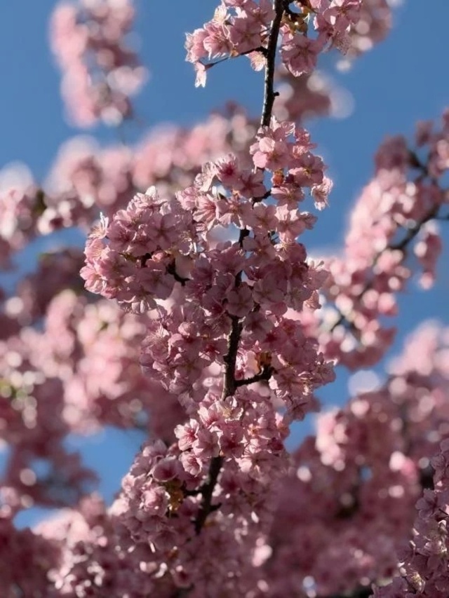 お礼♡｜写メ日記｜あやね｜鶯谷 ぽっちゃりデリヘル ぽっちゃりデリヘル倶楽部
