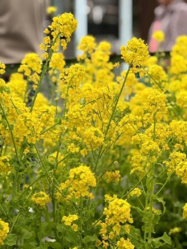 菜の花🌼.*｜写メ日記｜あやね｜鶯谷 ぽっちゃりデリヘル ぽっちゃりデリヘル倶楽部