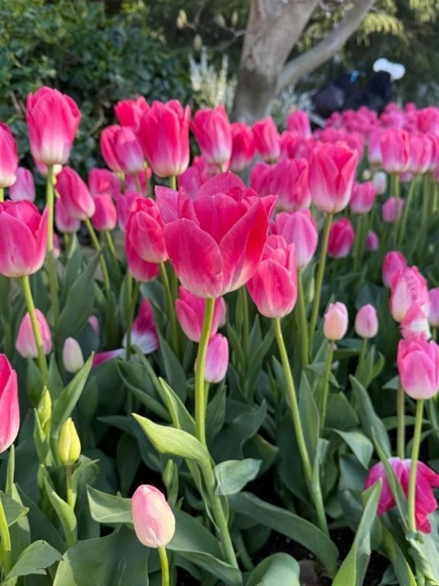 出勤致しました🎶｜写メ日記｜あやね｜鶯谷 ぽっちゃりデリヘル ぽっちゃりデリヘル倶楽部
