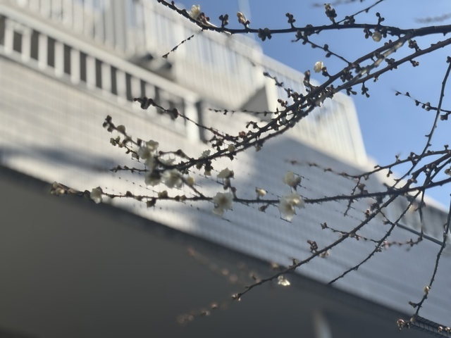 かすみです🍀.⋆｜写メ日記｜かすみ｜鶯谷 人妻デリヘル 熟女デリヘル秘宝館Ｚ