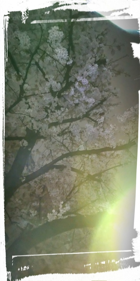 先月のお礼と雨の夜桜｜写メ日記｜つくし｜鶯谷 人妻デリヘル 熟女デリヘル秘宝館Ｚ