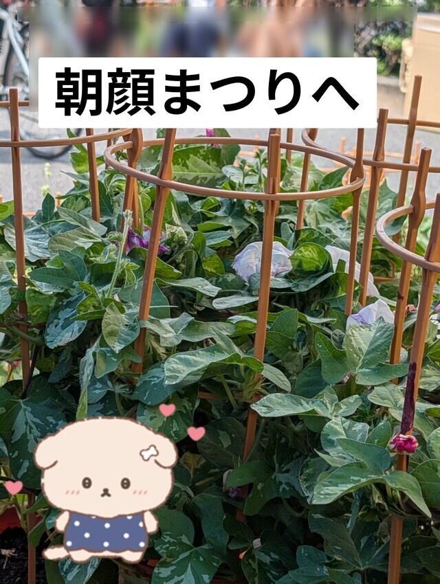 昨日は❤️❤️今日は七夕🎋｜写メ日記｜のあ｜鶯谷 人妻デリヘル 熟女デリヘル秘宝館Ｚ