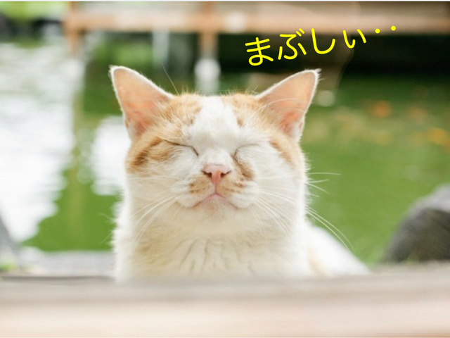 晴れた☀️｜写メ日記｜あさひ｜鶯谷 人妻デリヘル 熟女デリヘル秘宝館Ｚ