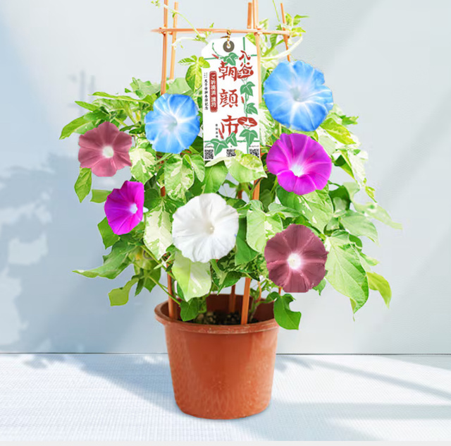 今日から