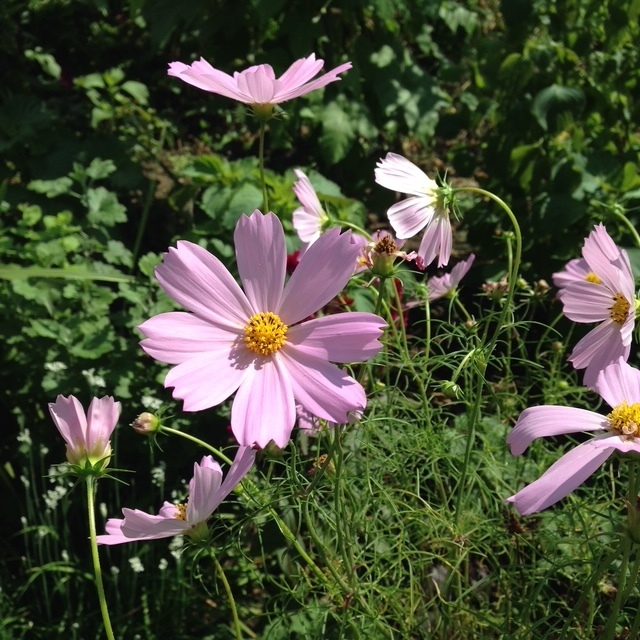 おはようございます｜写メ日記｜あさひ｜鶯谷 人妻デリヘル 熟女デリヘル秘宝館Ｚ