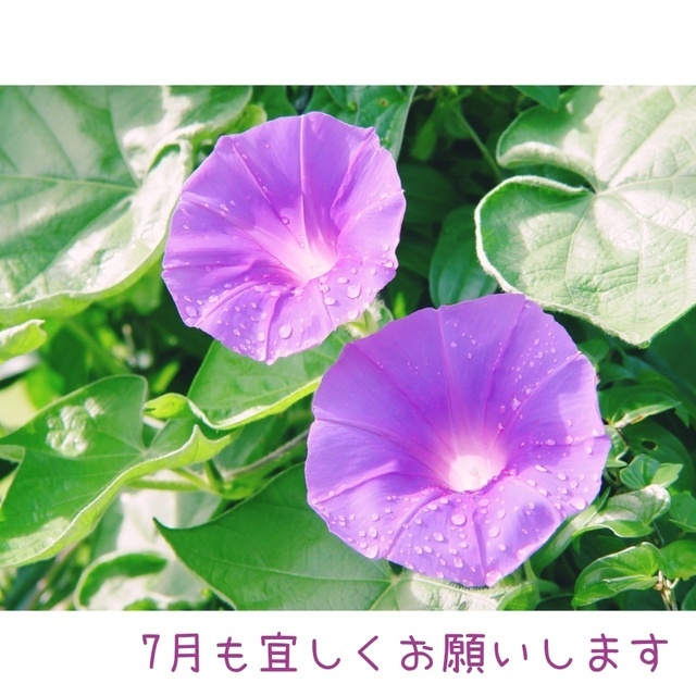 7月｜写メ日記｜せいこ｜鶯谷 人妻デリヘル 熟女デリヘル秘宝館Ｚ