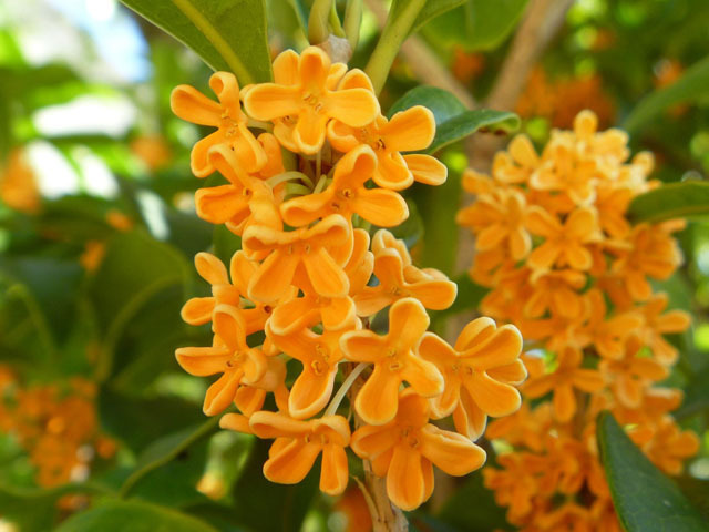 はじめまして😊｜写メ日記｜くりす｜鶯谷 人妻デリヘル 熟女デリヘル秘宝館Ｚ