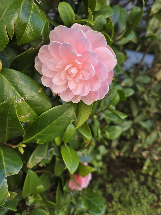 初めまして✨｜写メ日記｜あげは｜鶯谷 人妻デリヘル 熟女デリヘル秘宝館Ｚ