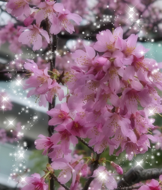 春｜写メ日記｜あげは｜鶯谷 人妻デリヘル 熟女デリヘル秘宝館Ｚ