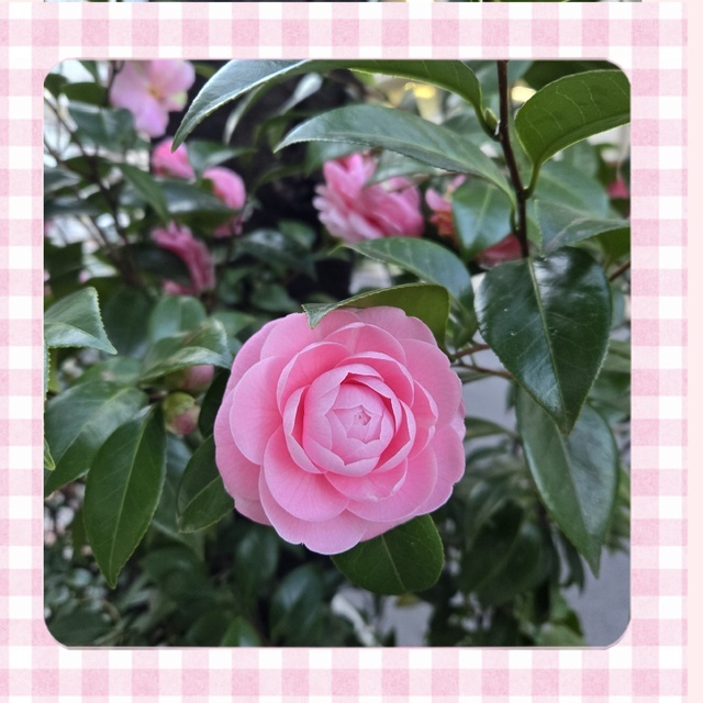 オトメツバキ｜写メ日記｜あげは｜鶯谷 人妻デリヘル 熟女デリヘル秘宝館Ｚ