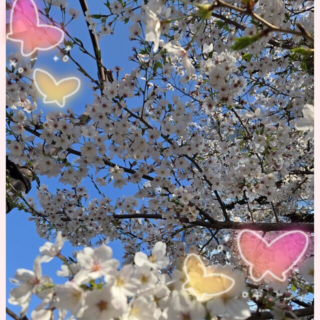 見納め｜写メ日記｜あげは｜鶯谷 人妻デリヘル 熟女デリヘル秘宝館Ｚ