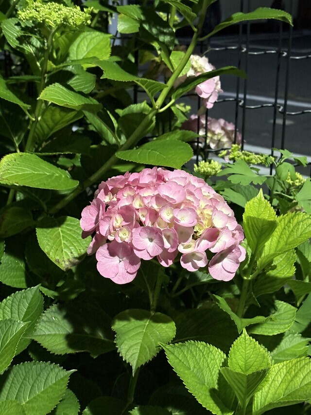 紫陽花綺麗ですね｜写メ日記｜るみこ｜鶯谷 人妻デリヘル 熟女デリヘル秘宝館Ｚ