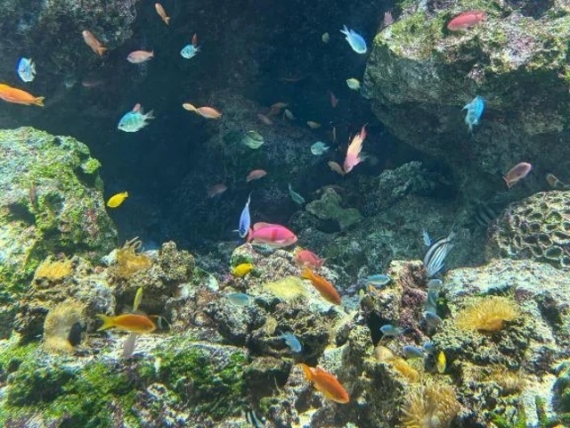 水族館いきたい