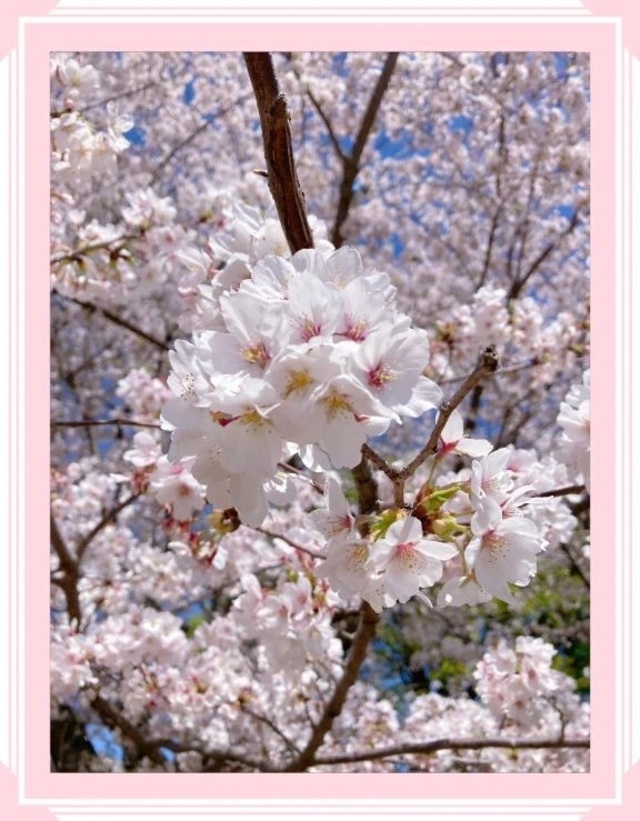 ぽかぽかでしたね🌸｜写メ日記｜ちふゆ｜新宿 一般デリヘル デザインプリズム新宿