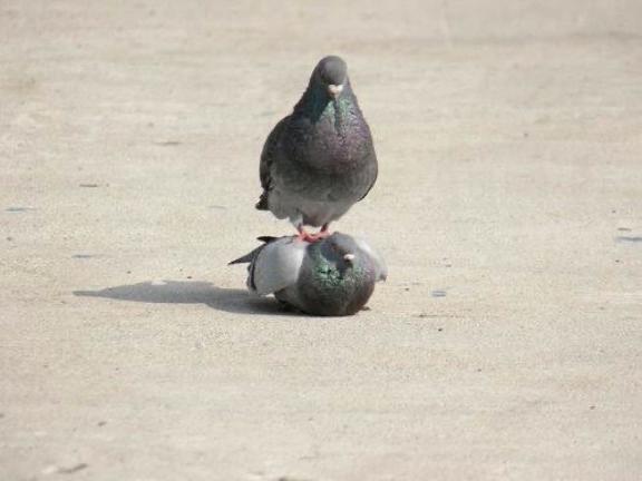 🐦( '-' 🐦 )ﾎﾟｯﾎﾟﾁｬﾝ