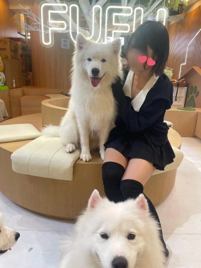 🐶♡｜写メ日記｜こあい｜新宿 一般デリヘル デザインプリズム新宿