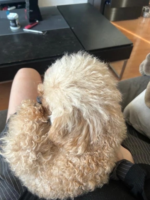 1/15 ご自宅🏠｜写メ日記｜らむ｜新宿 一般デリヘル デザインプリズム新宿