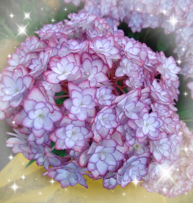こんにちは🌼｜写メ日記｜矢部(人妻)｜池袋 人妻デリヘル 越後屋池袋総本店
