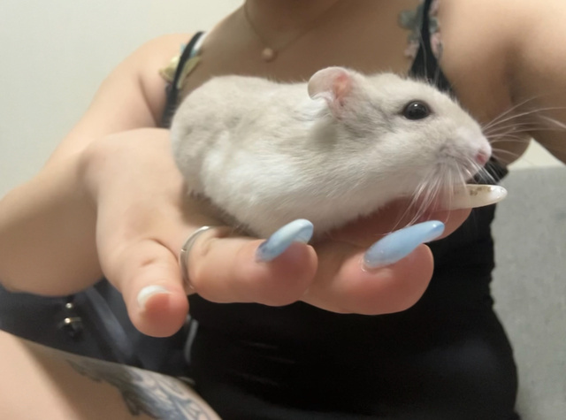 おはよう｜写メ日記｜あすか｜鶯谷 ぽっちゃりデリヘル ダイナマイト
