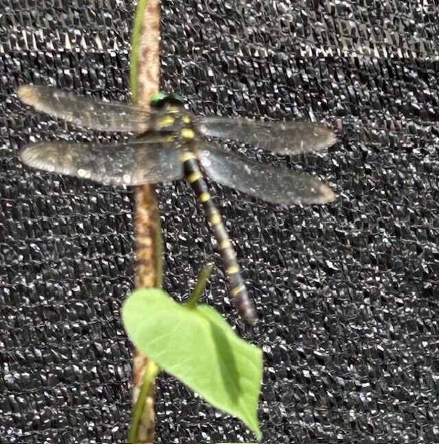 9月になっても