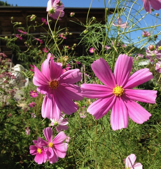 おはようございます。