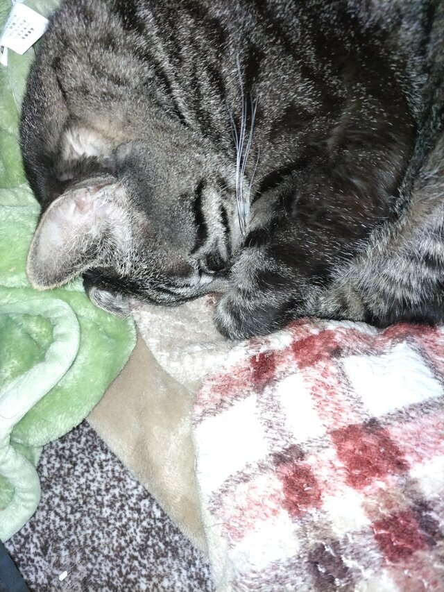 猫をモフリながら。。。｜写メ日記｜古田｜大塚・巣鴨 人妻デリヘル 誘惑マル秘ミセス