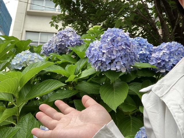 今日から七月🎋｜写メ日記｜平野｜大塚・巣鴨 人妻デリヘル 誘惑マル秘ミセス