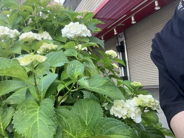 お早うございます🌤️｜写メ日記｜平野｜大塚・巣鴨 人妻デリヘル 誘惑マル秘ミセス