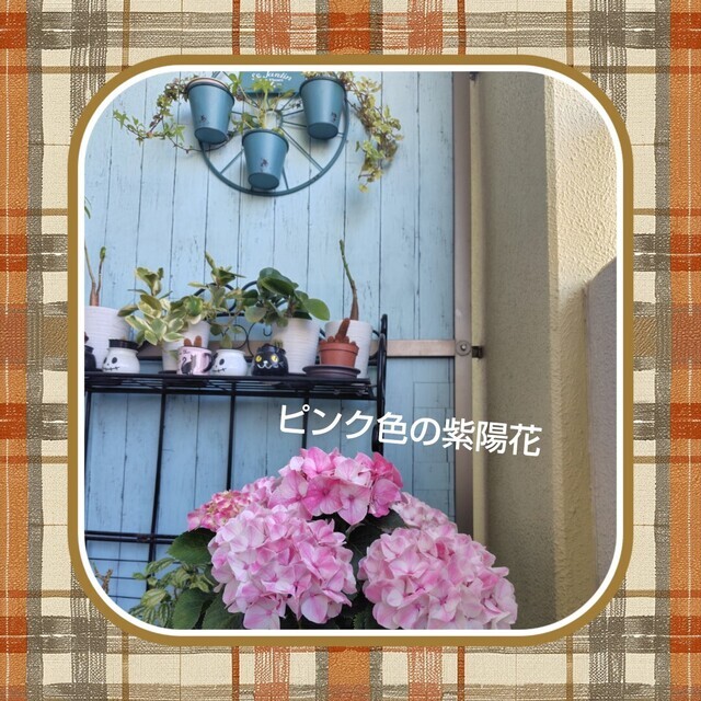 おはようございます🌹