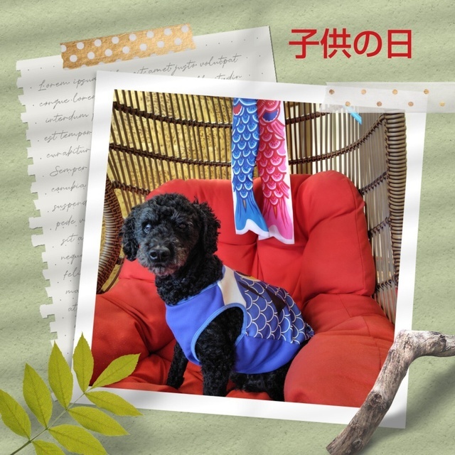 白川です🌹｜写メ日記｜白川｜大塚・巣鴨 人妻デリヘル 誘惑マル秘ミセス