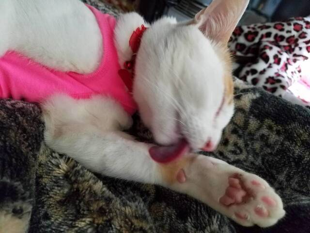 ありがとうこざいます😊｜写メ日記｜高山｜大塚・巣鴨 人妻デリヘル 誘惑マル秘ミセス