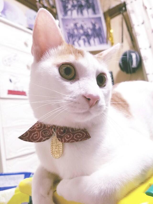 (๑¯ㅁ¯๑)ﾍｰｿｰﾅﾝﾀﾞの話し。