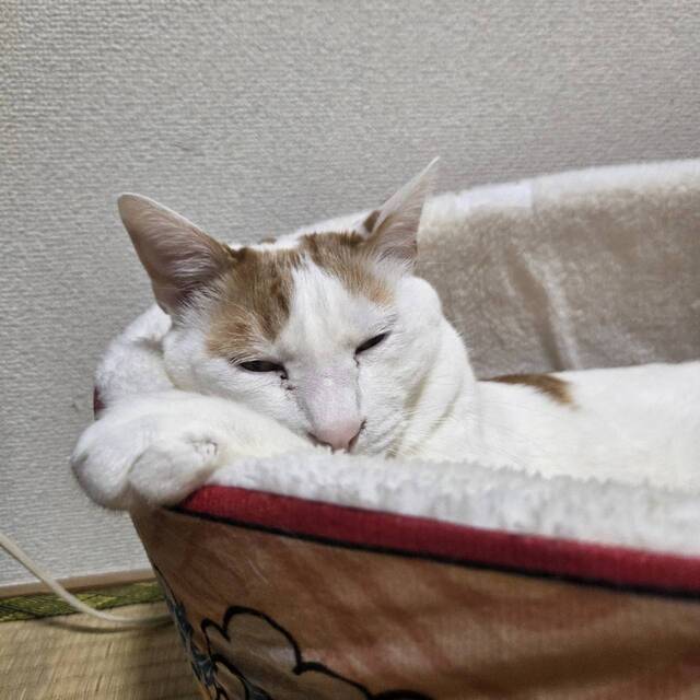 ごめんなさいm(._.)m|写メ日記|高山|大塚・巣鴨 人妻デリヘル 誘惑マル秘ミセス