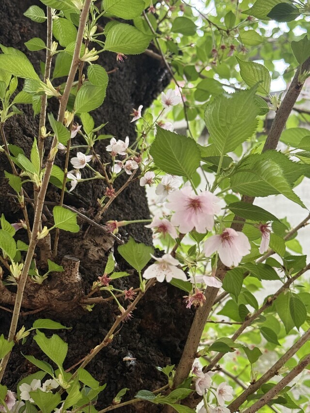 すっかり🍃｜写メ日記｜沙原｜大塚・巣鴨 人妻デリヘル 誘惑マル秘ミセス