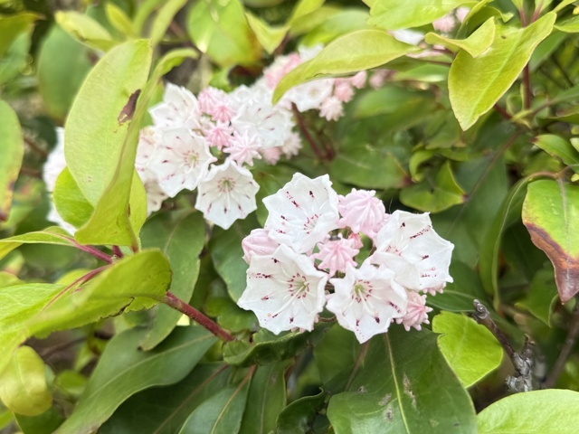 癖のように😝｜写メ日記｜沙原｜大塚・巣鴨 人妻デリヘル 誘惑マル秘ミセス