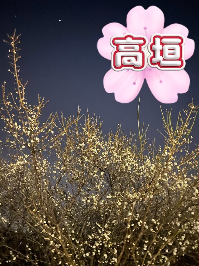 夜桜🌼今週と来週は🌼｜写メ日記｜高垣｜大塚・巣鴨 人妻デリヘル 誘惑マル秘ミセス