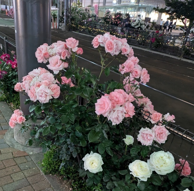 本日もありがとうございました(⁠ ⁠˘⁠ ⁠³⁠˘⁠)⁠♥｜写メ日記｜真島｜大塚・巣鴨 人妻デリヘル 誘惑マル秘ミセス