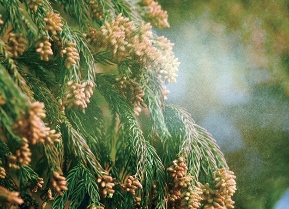 花粉症じゃない！？｜写メ日記｜長門｜大塚・巣鴨 人妻デリヘル 誘惑マル秘ミセス