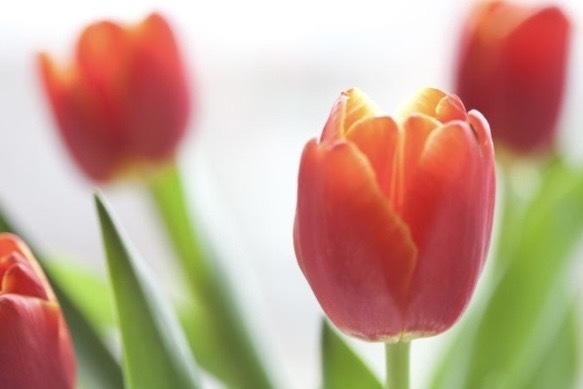 今週もありがとう🌸｜写メ日記｜長門｜大塚・巣鴨 人妻デリヘル 誘惑マル秘ミセス