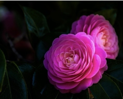 今週のありがとう🌸｜写メ日記｜長門｜大塚・巣鴨 人妻デリヘル 誘惑マル秘ミセス