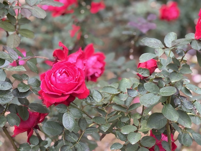 お疲れ様でした♪｜写メ日記｜吉村｜大塚・巣鴨 人妻デリヘル 誘惑マル秘ミセス