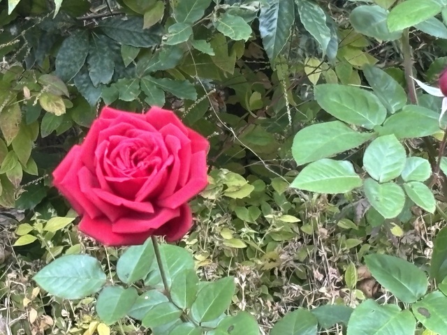 おはようございます☆出勤です✨｜写メ日記｜吉村｜大塚・巣鴨 人妻デリヘル 誘惑マル秘ミセス