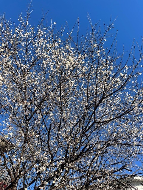 おやすみのお詫び｜写メ日記｜小宮｜大塚・巣鴨 人妻デリヘル 誘惑マル秘ミセス