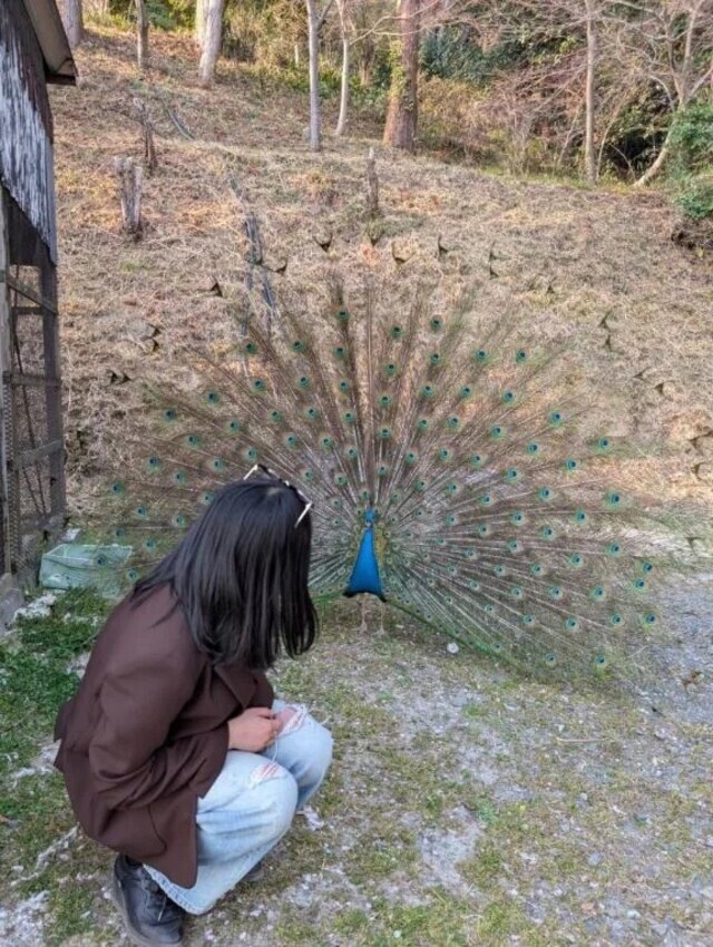 🤍ピーコックアイ🤍