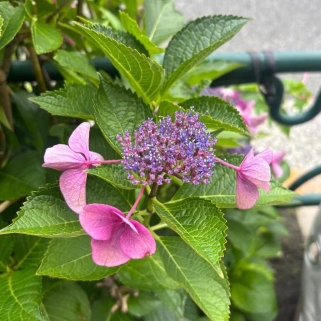 🍓完売ありがとう✨️🍓｜写メ日記｜三日月むぎ｜錦糸町・小岩・葛西 一般デリヘル ウルトラハピネス
