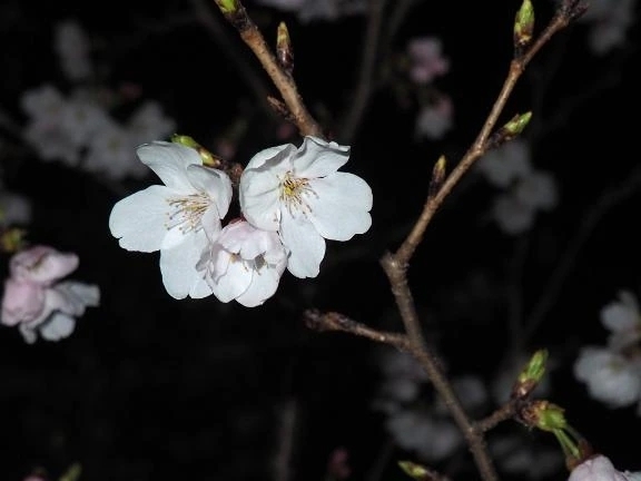 📸趣味📸｜写メ日記｜星崎せいか｜錦糸町・小岩・葛西 一般デリヘル ウルトラハピネス
