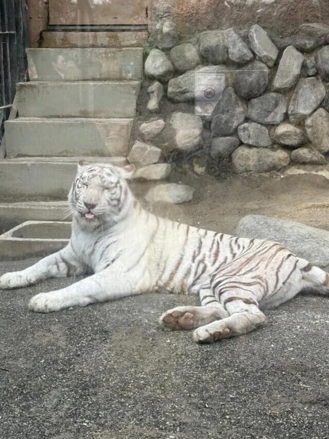 🌙虎🌙｜写メ日記｜愛沢るか｜錦糸町・小岩・葛西 一般デリヘル ウルトラハピネス