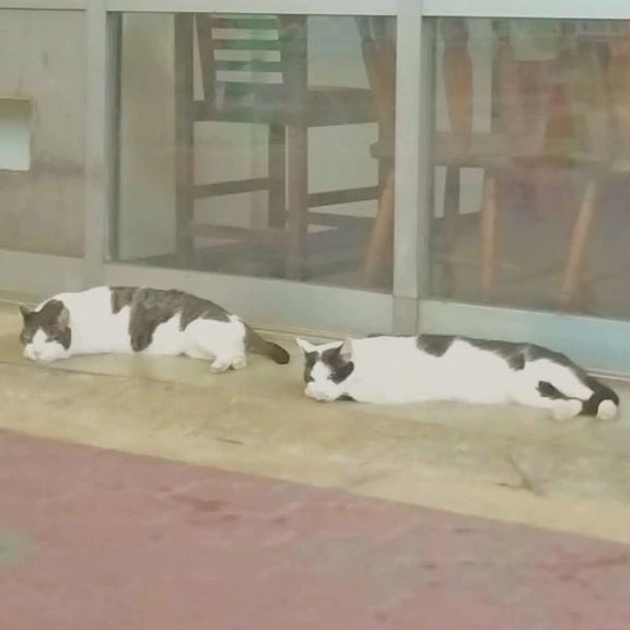 𓃠🐾｜写メ日記｜みお｜錦糸町・小岩・葛西 一般デリヘル ウルトラハピネス