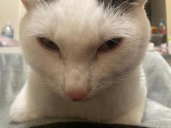 ♡猫の下僕日記♡｜写メ日記｜猫ねるね｜錦糸町・小岩・葛西 一般デリヘル ウルトラハピネス